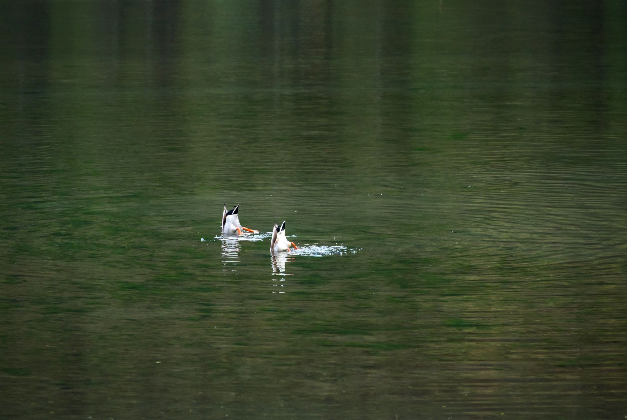 Stockente Anas platyrhynchos